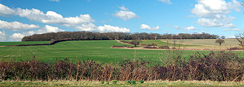 Astey Wood seen from West End Road March 2012